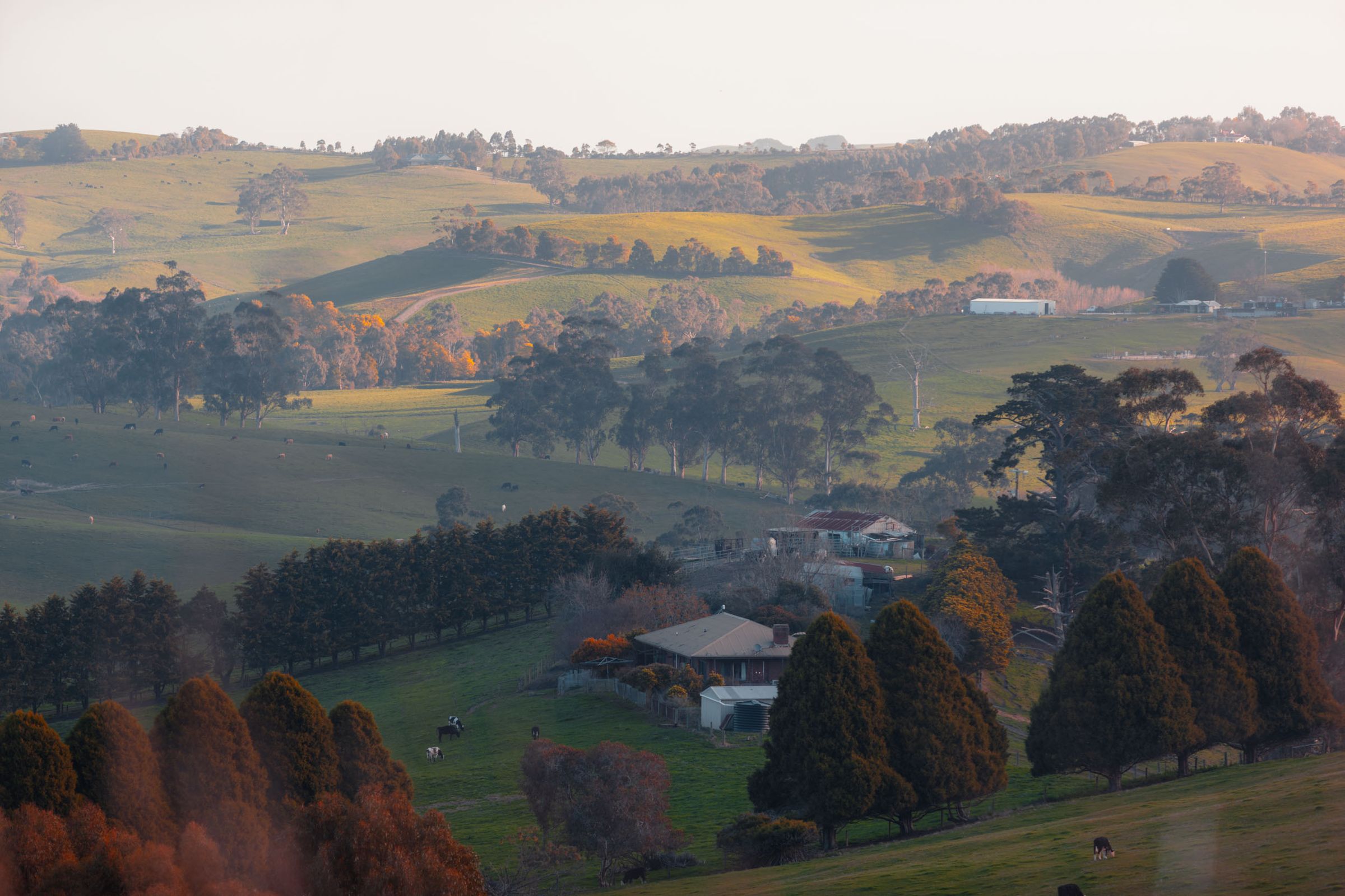 Rolling green hills and farmhouses in South Gippsland at dusk